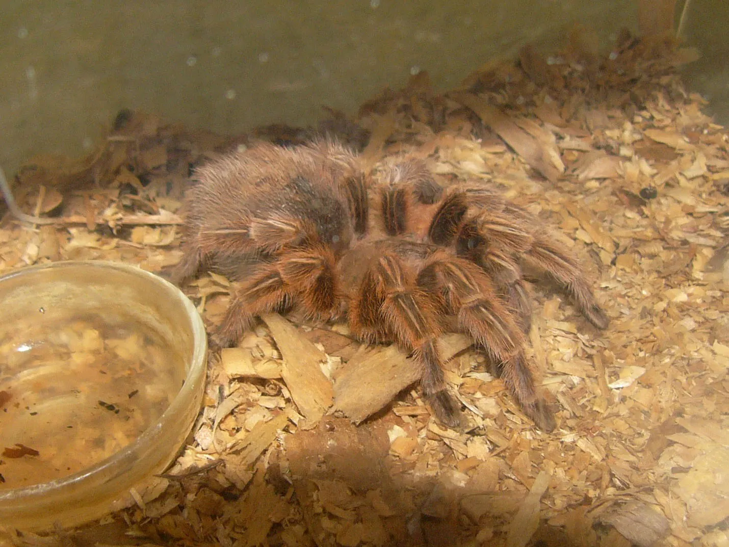 24041 chilean rose tarantula substrate