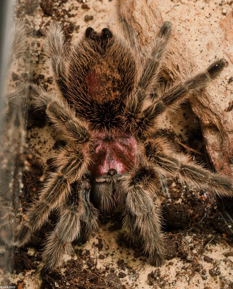 /img/24041-chilean-rose-tarantula-watering.webp