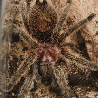 /img/24041-chilean-rose-tarantula-watering.webp