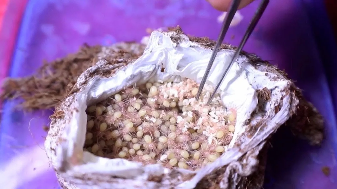 24042 healthy zebra tarantula eggs