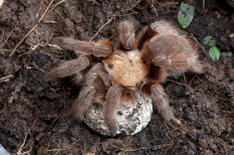 24042 tarantula egg sac handling
