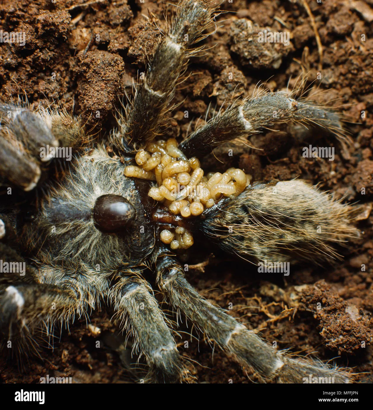 /img/24042-tarantula-egg-sac-problems.webp