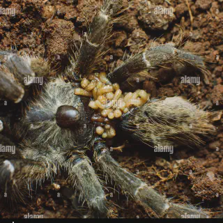 /img/24042-tarantula-egg-sac-problems.webp