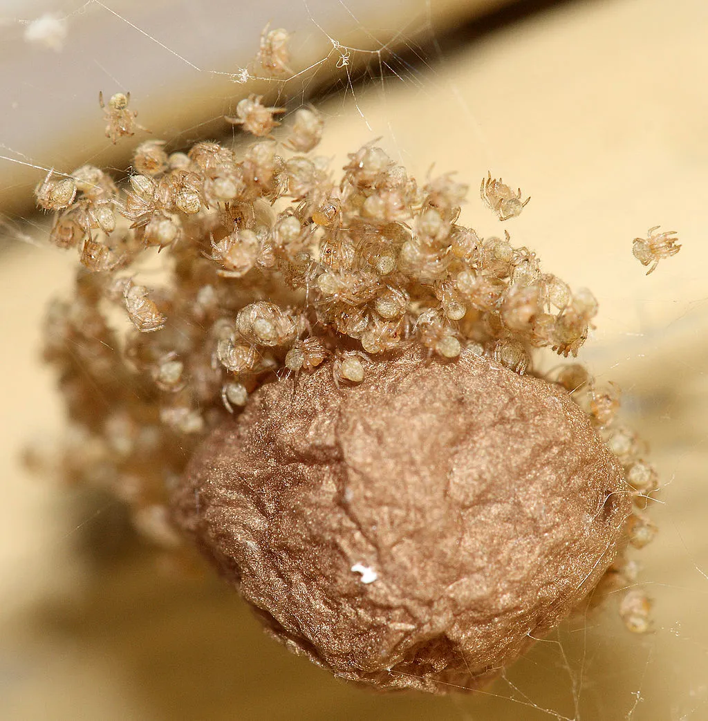 24042 tarantula eggs temperature humidity