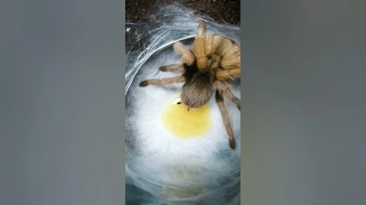 24042 tarantula spiderling feeding