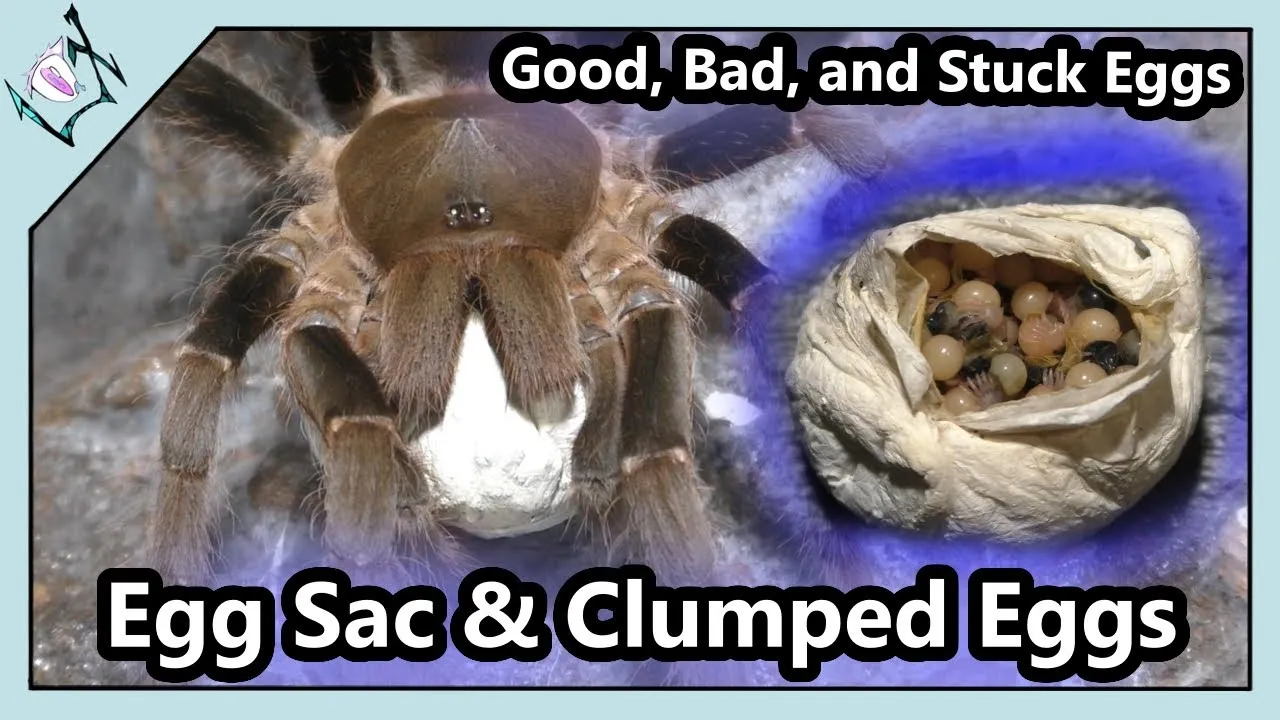 24042 tarantula spiderlings care