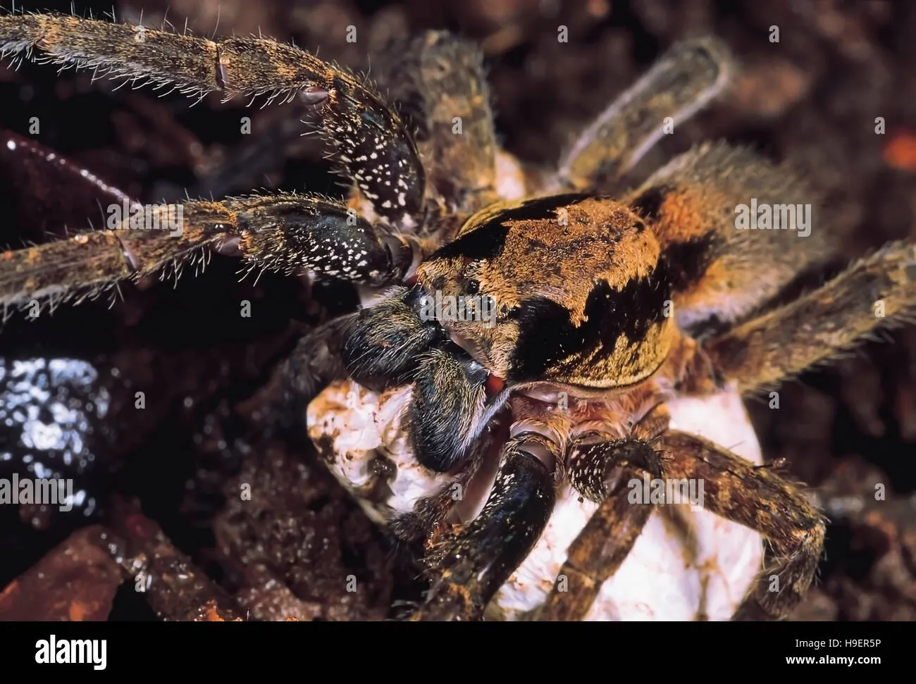 24042 zebra tarantula egg sac formation