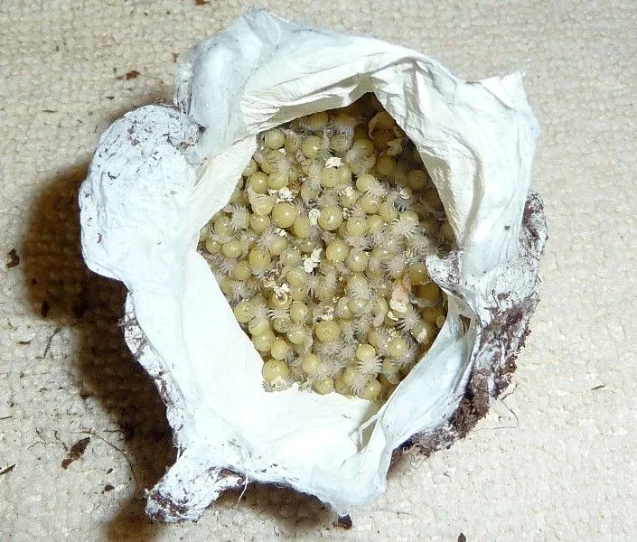24042 zebra tarantula eggs overview