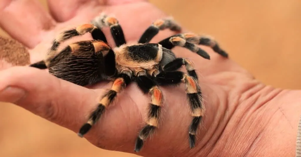 /img/24043-baby-red-knee-tarantula-health.webp