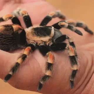 /img/24043-baby-red-knee-tarantula-health.webp