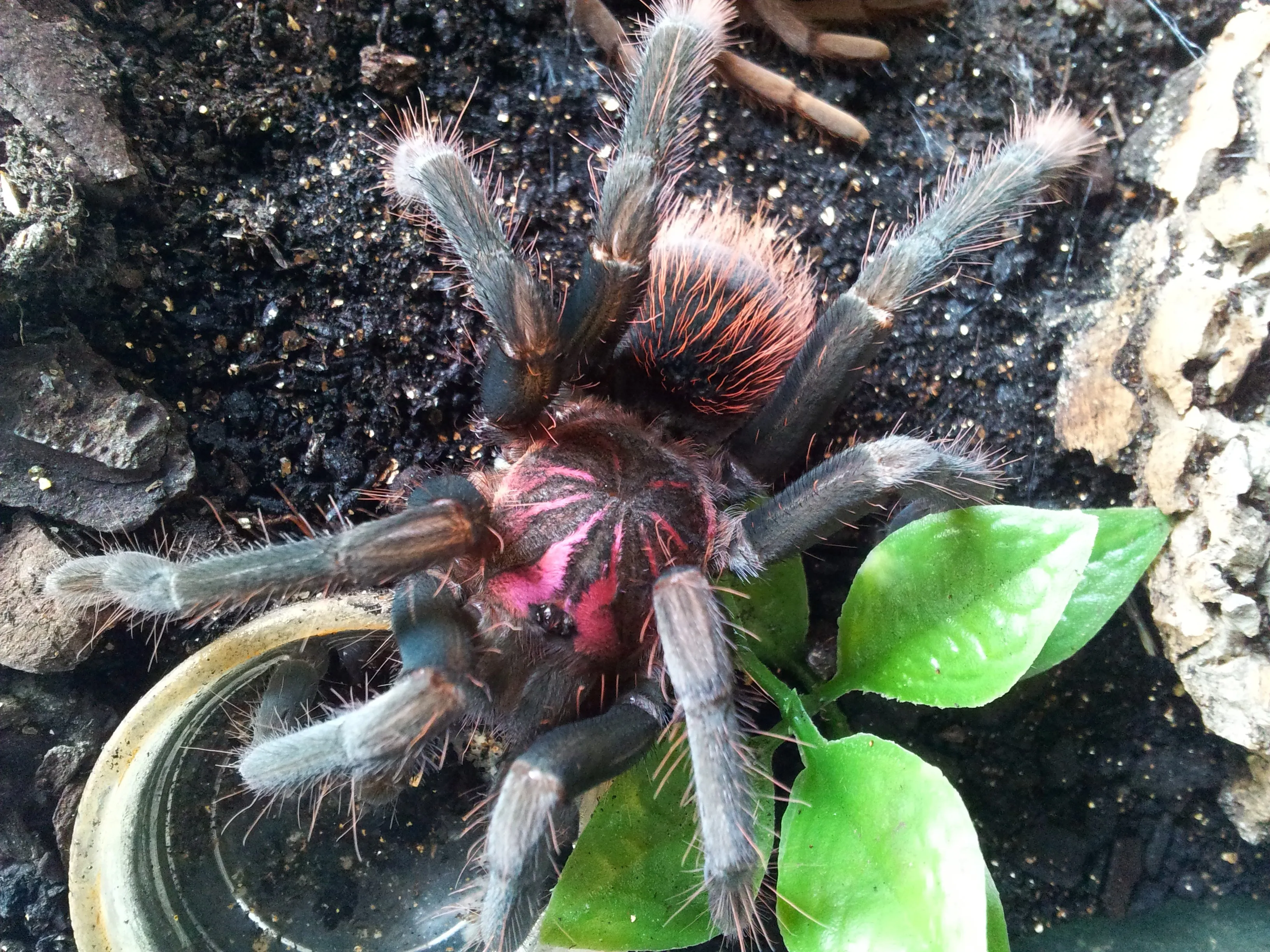 24044 x immanis tarantula defense