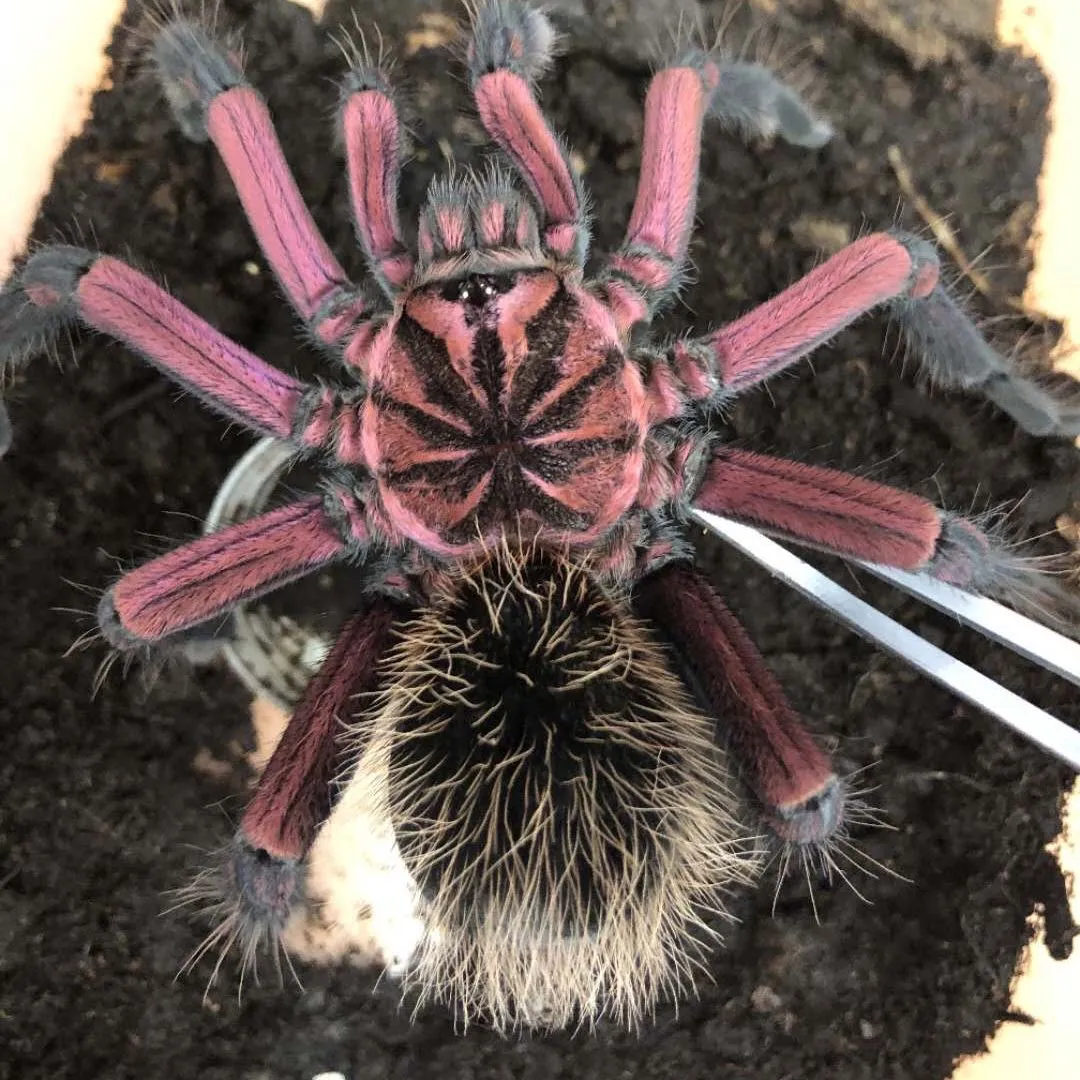 24044 x immanis tarantula feeding
