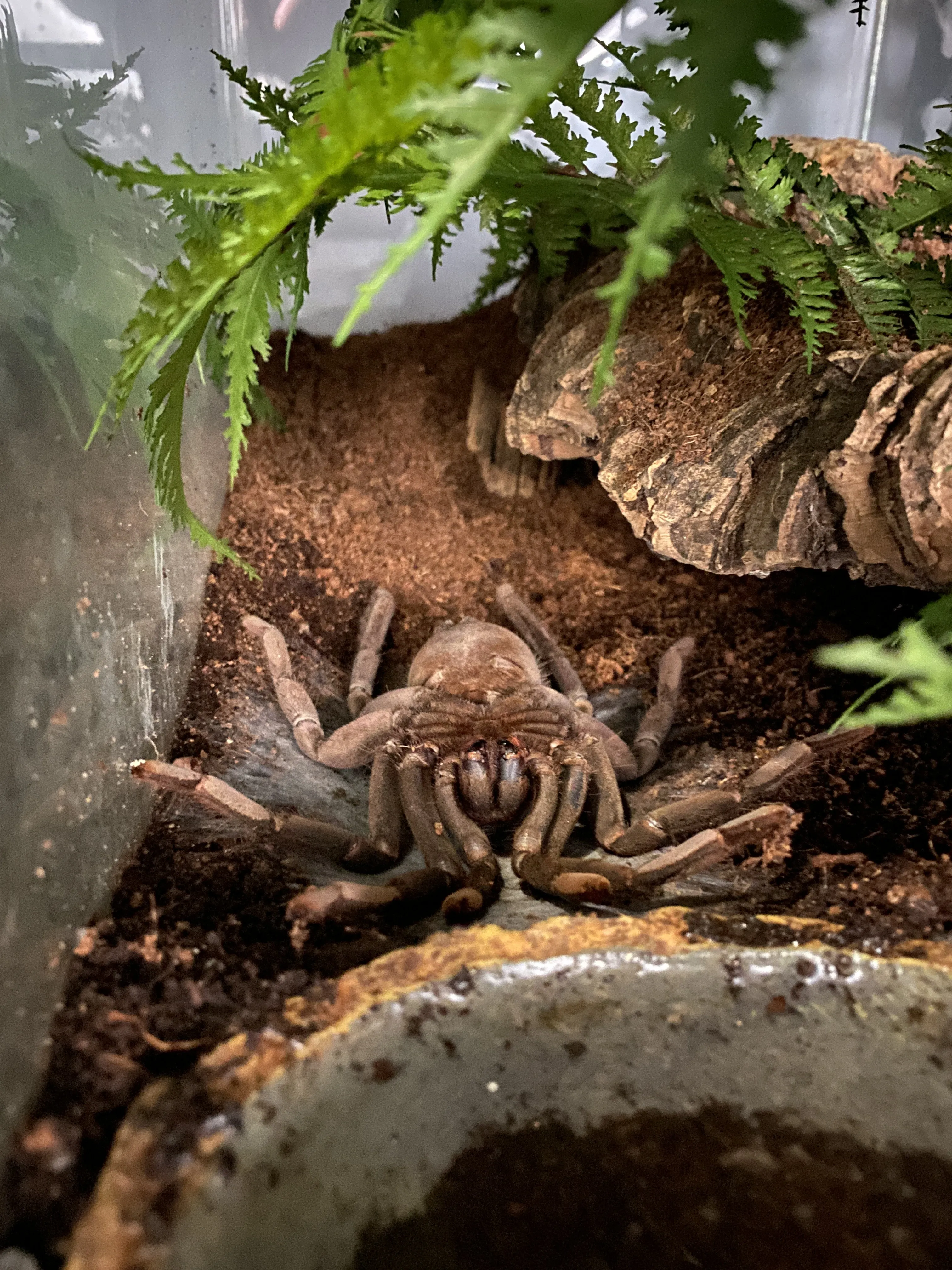 24044 x immanis tarantula habitat