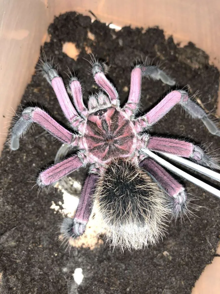 24044 x immanis tarantula molting