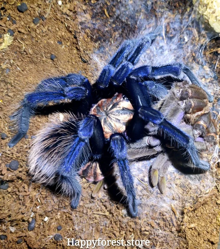 /img/24044-x-immanis-tarantula-pet.webp