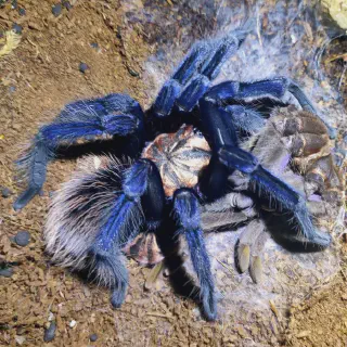 /img/24044-x-immanis-tarantula-pet.webp