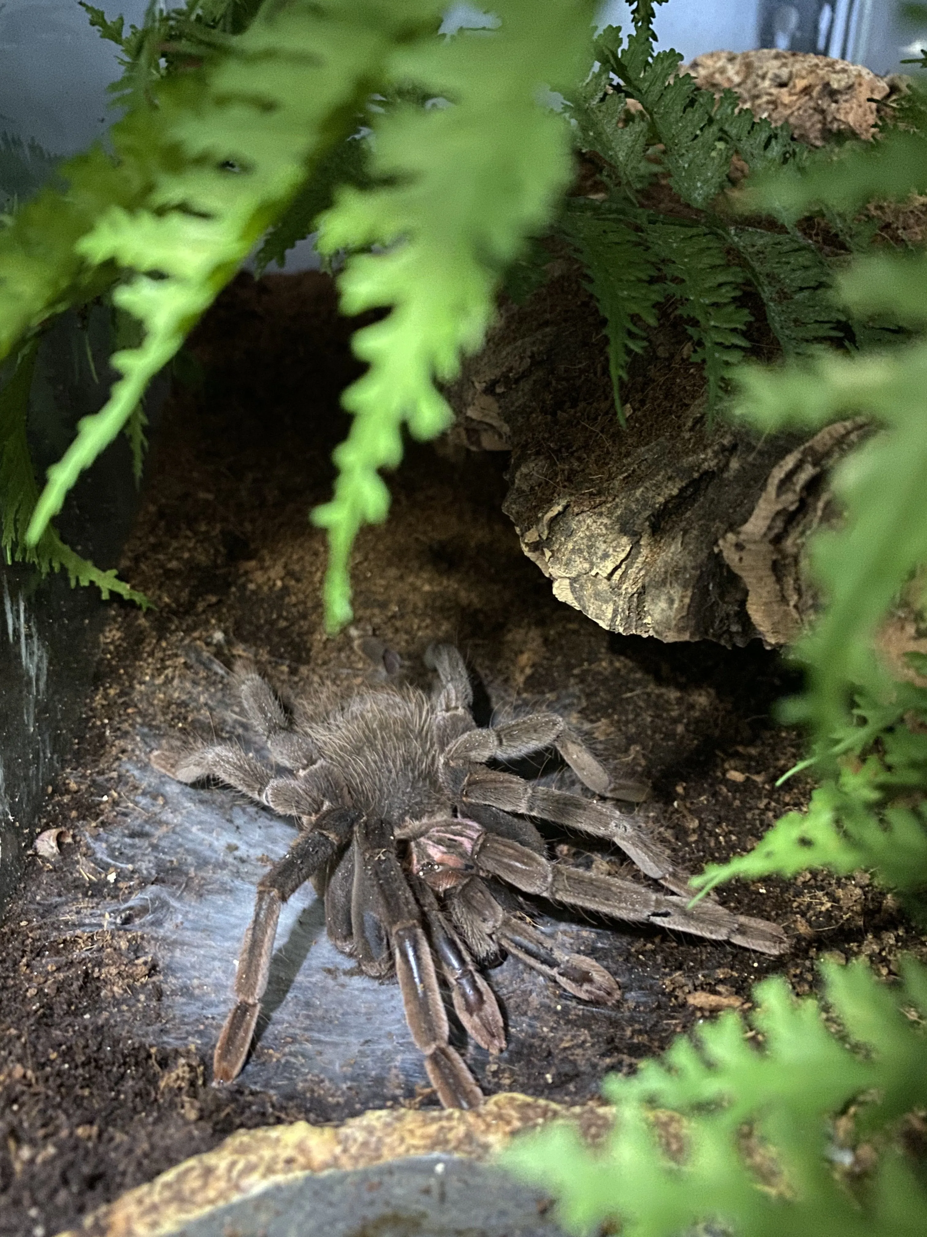 24044 x immanis tarantula size