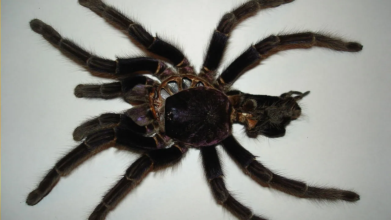 24045 solaris tarantula conservation