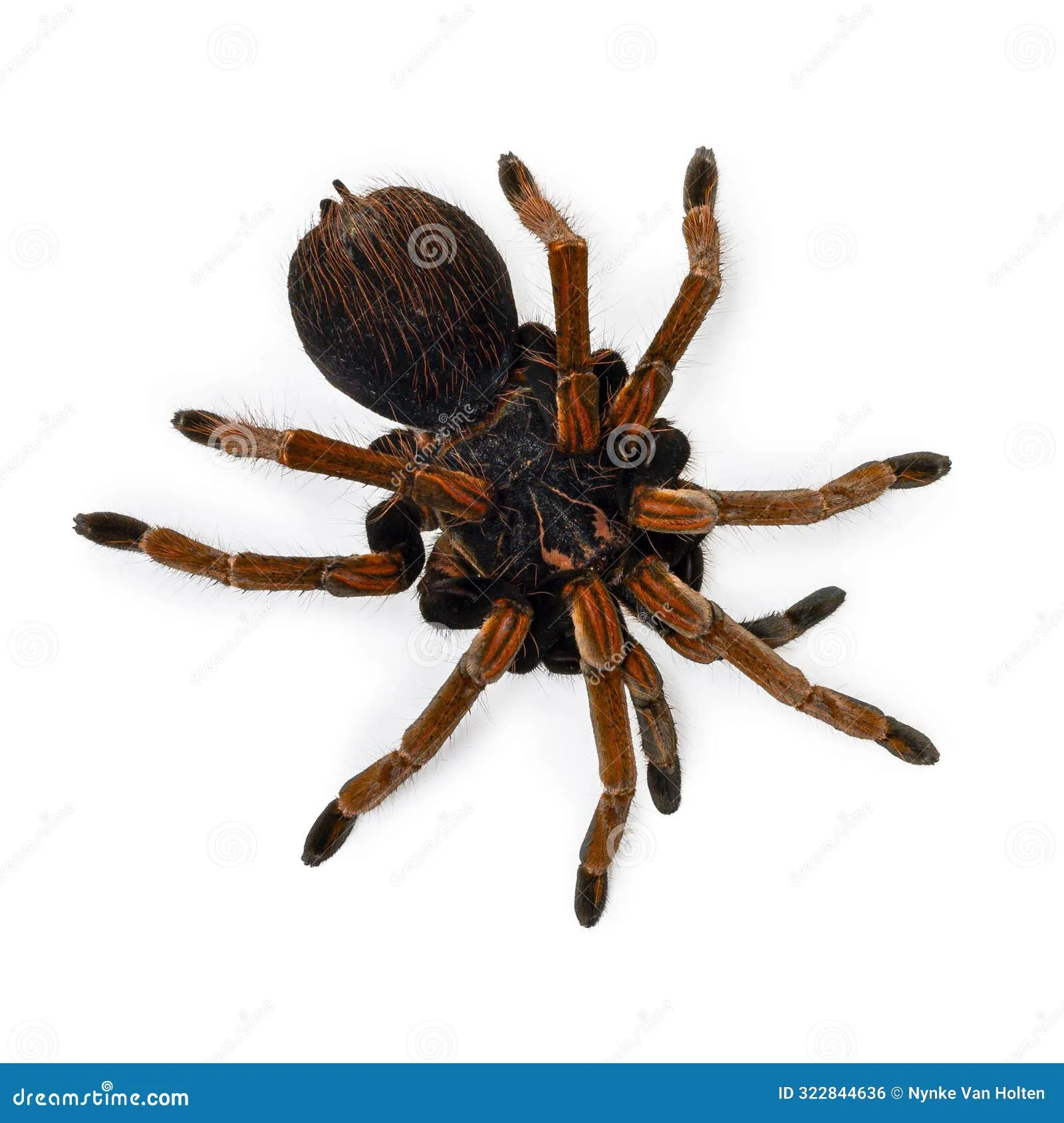 24045 solaris tarantula feeding