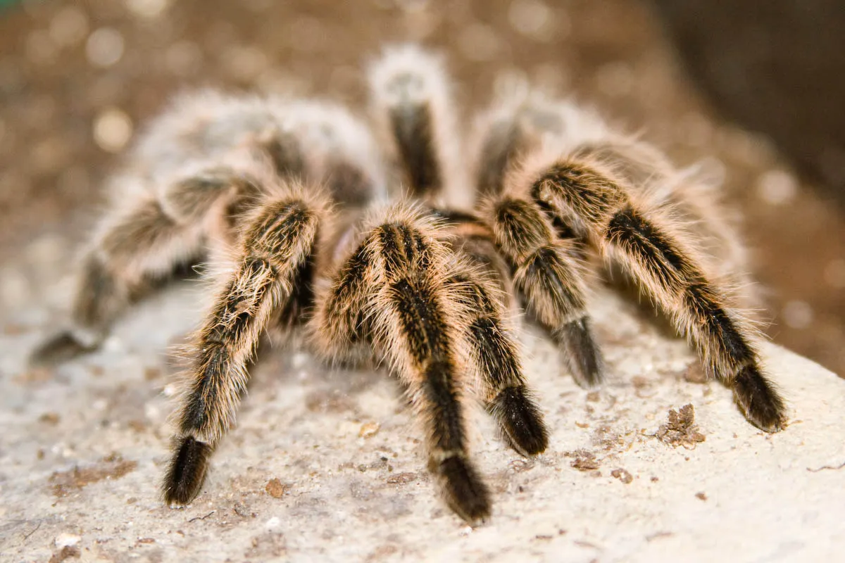 24045 solaris tarantula habitat