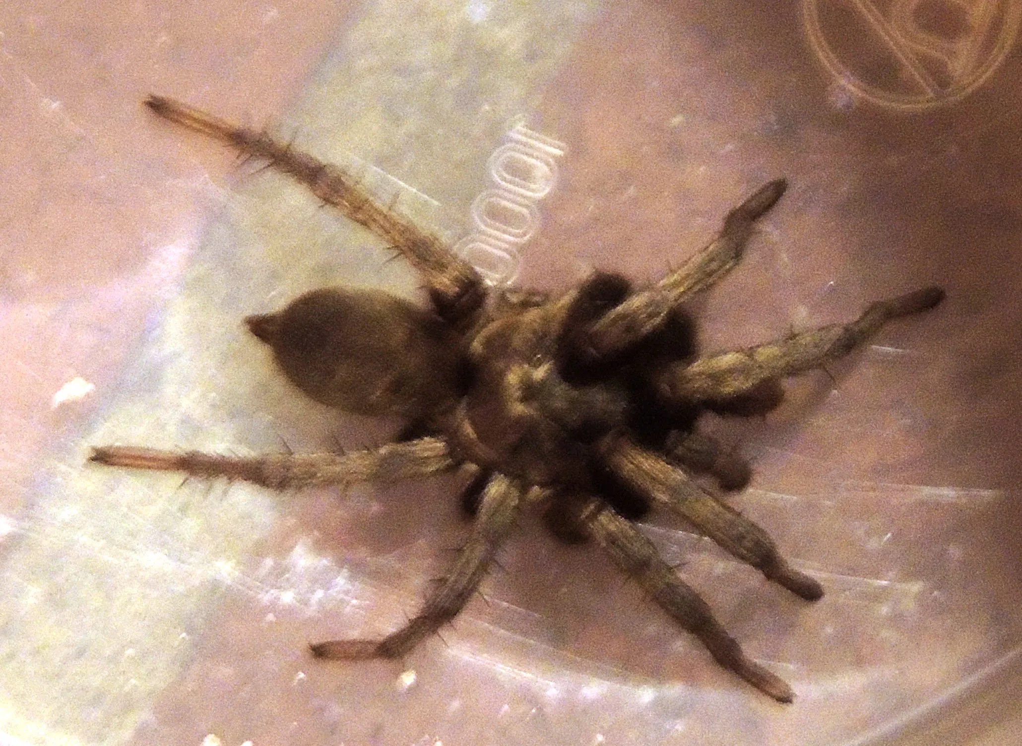 24045 solaris tarantula molting
