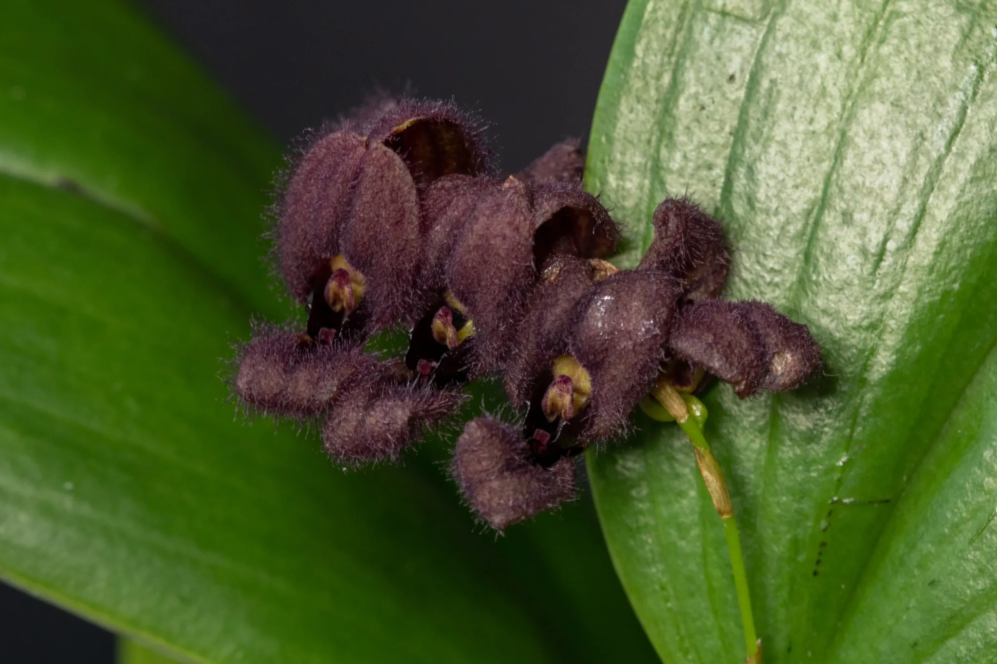 /img/24045-solaris-tarantula-pet.webp