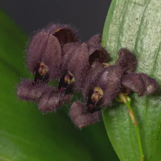 /img/24045-solaris-tarantula-pet.webp