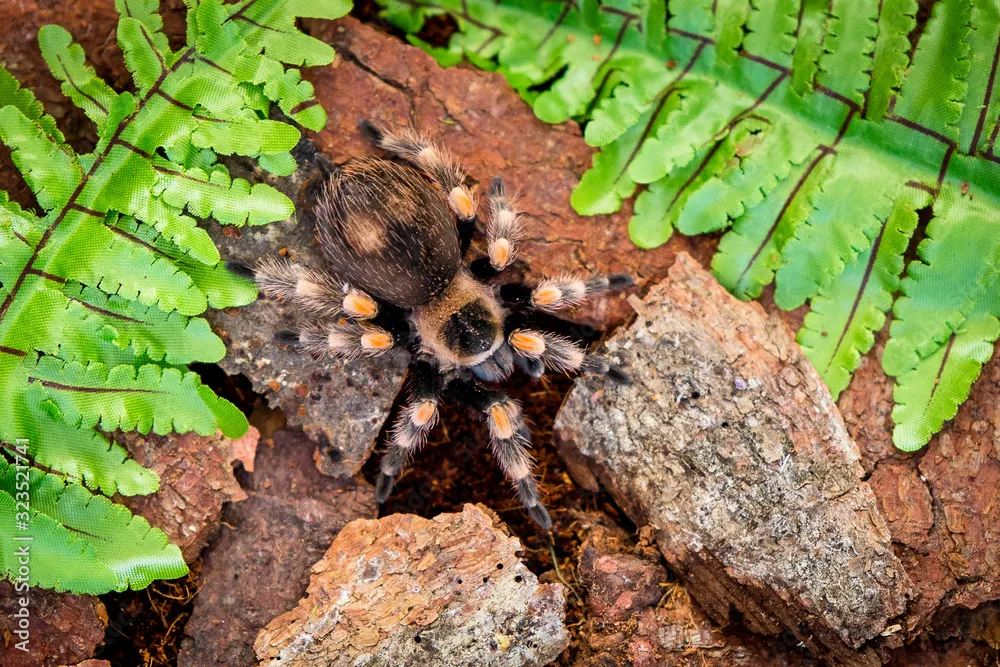 24045 solaris tarantula reproduction