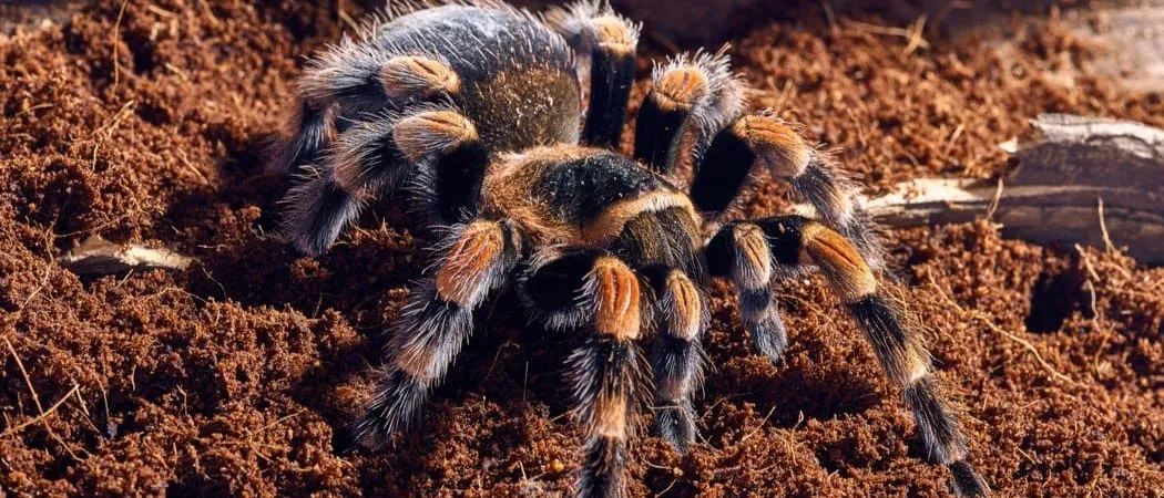 24047 clean water for tarantula