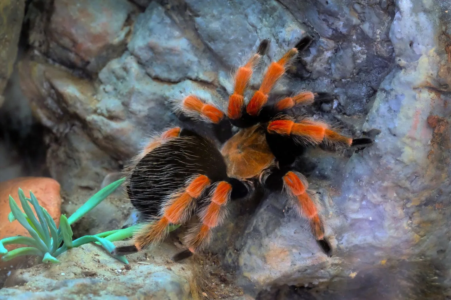 24047 mealworms for tarantulas