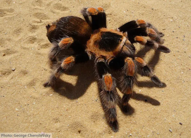 24048 redknee tarantula eating