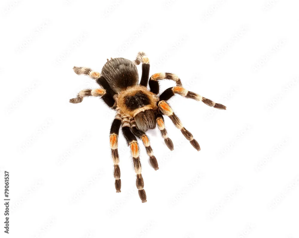 24048 redknee tarantula habitat