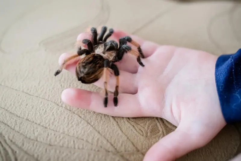 /img/24048-redknee-tarantula-mating.webp