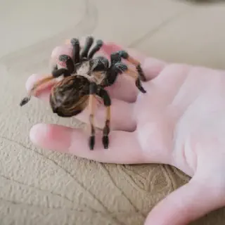 /img/24048-redknee-tarantula-mating.webp