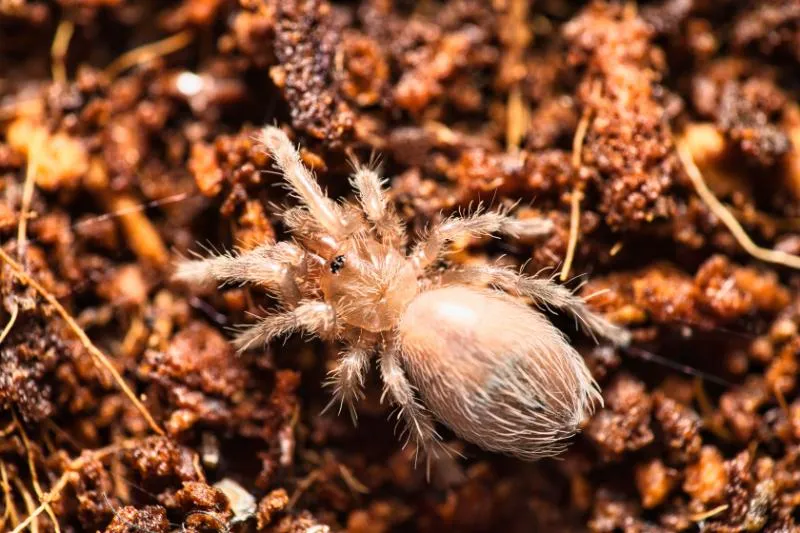 24048 redknee tarantula molting