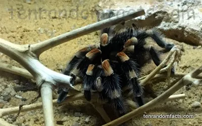 24048 redknee tarantula size