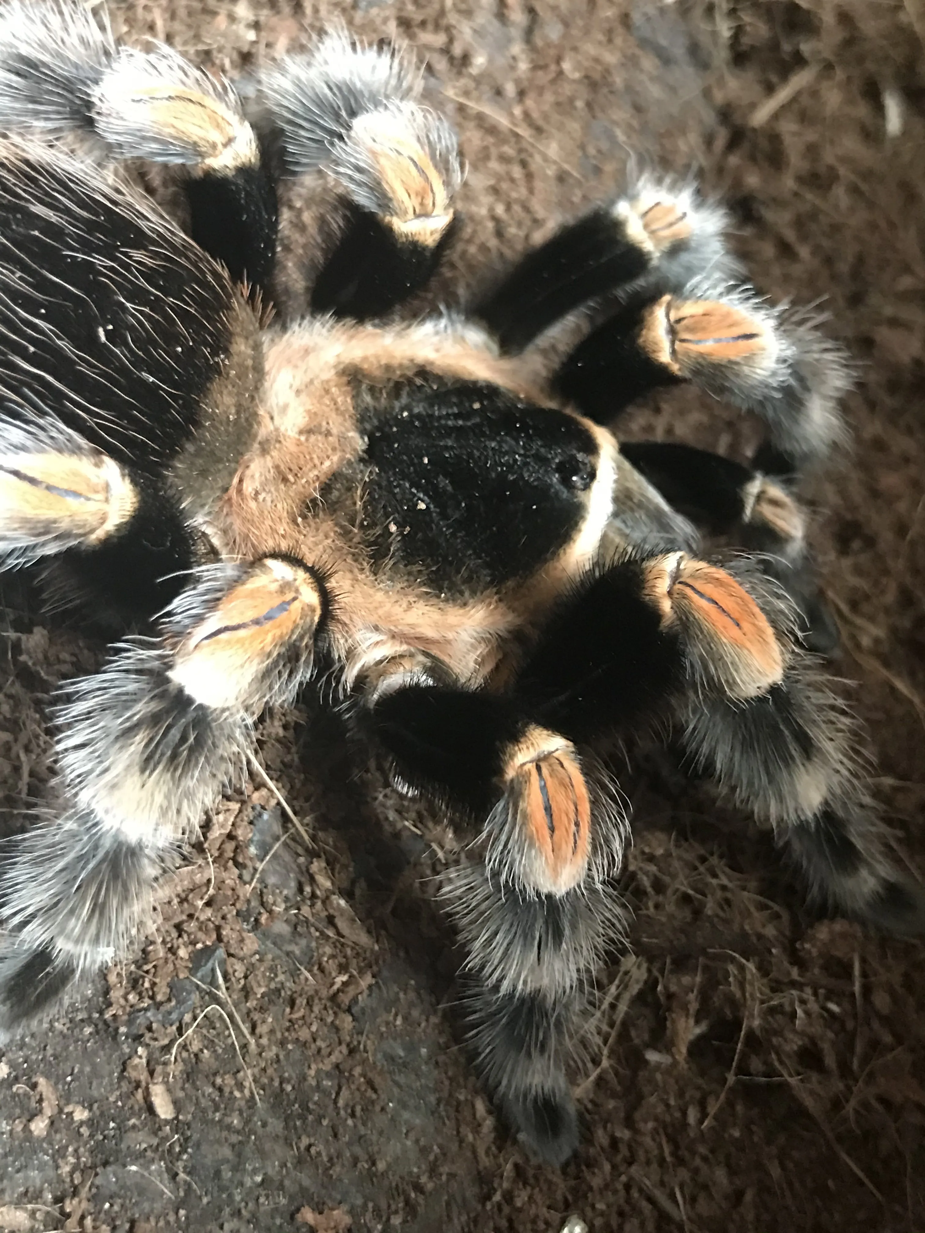 /img/24050-hamorii-tarantula-enclosure.webp