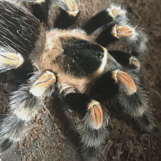 /img/24050-hamorii-tarantula-enclosure.webp