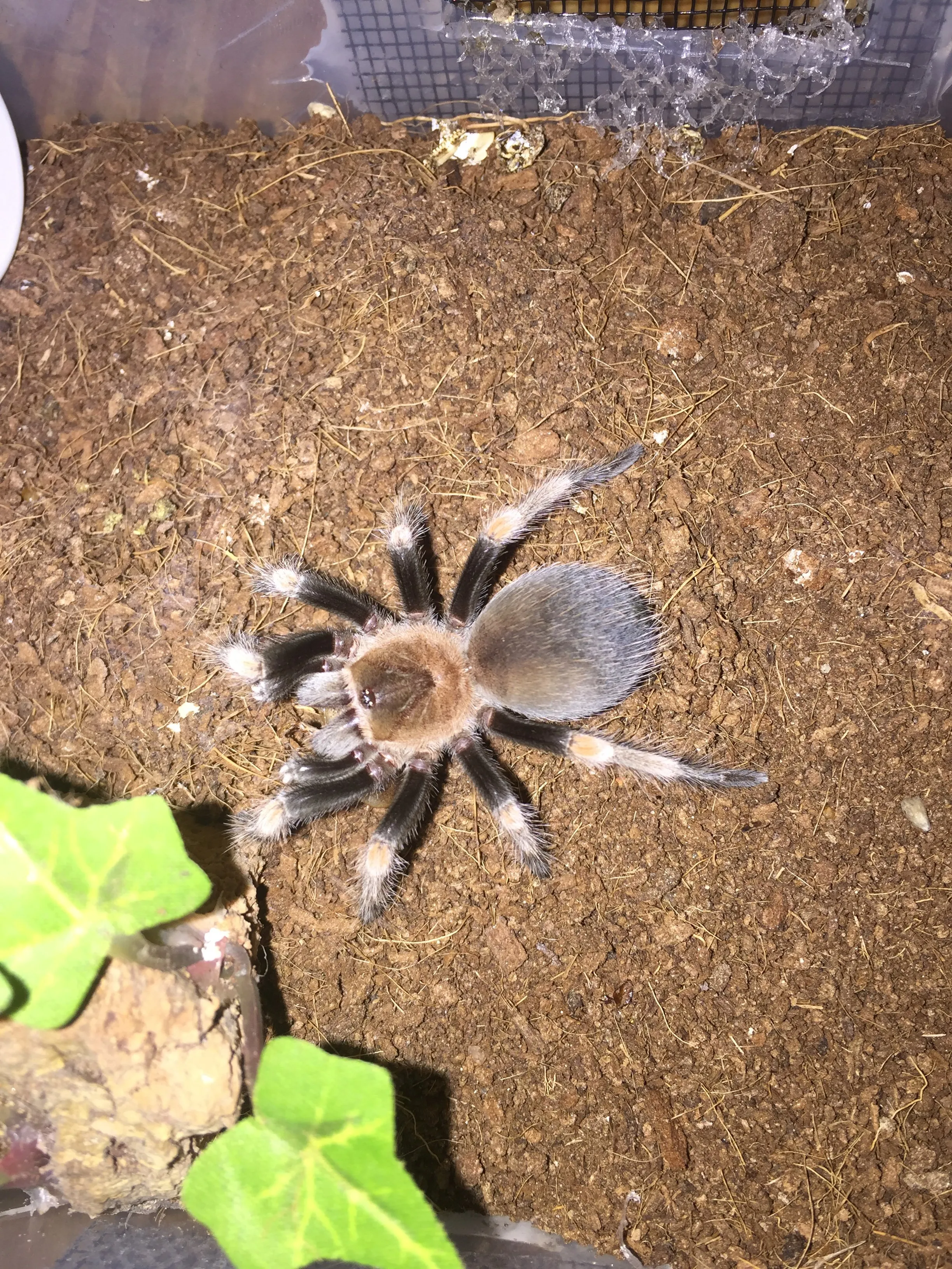 24050 hamorii tarantula habitat