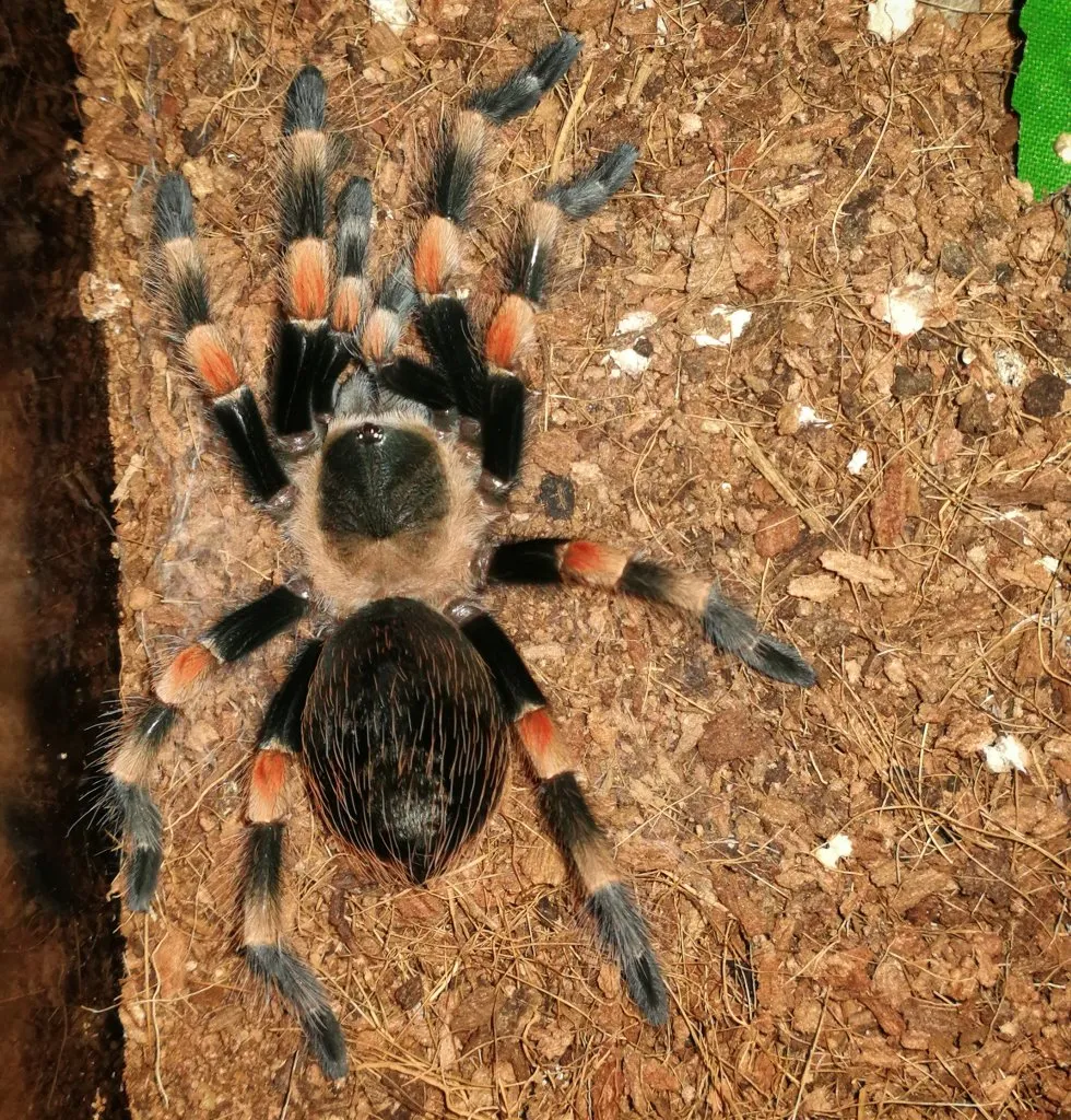24050 hamorii tarantula male female