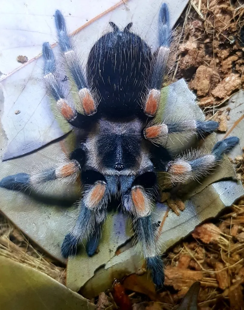 24050 hamorii tarantula measuring