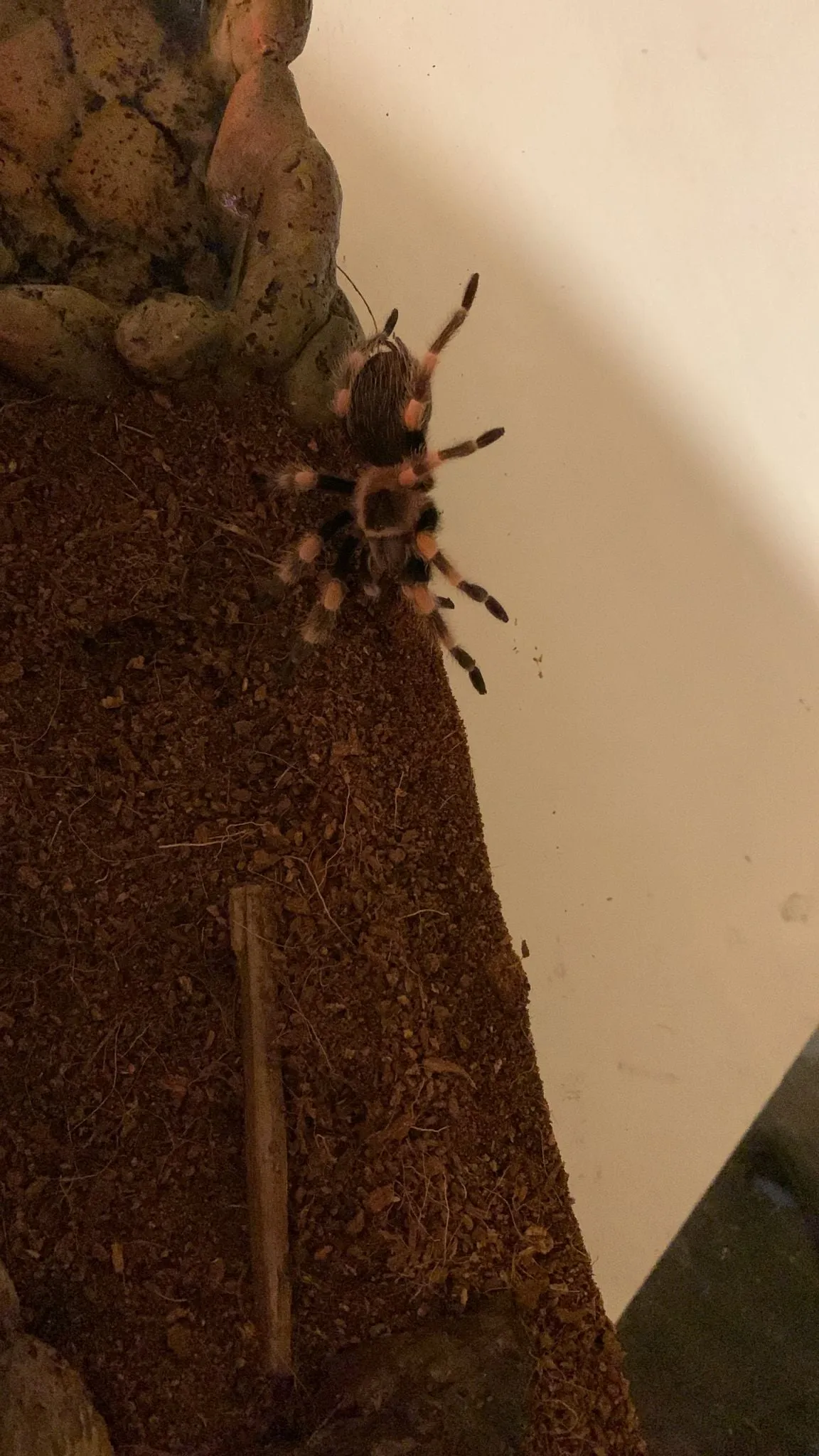 24050 hamorii tarantula molting