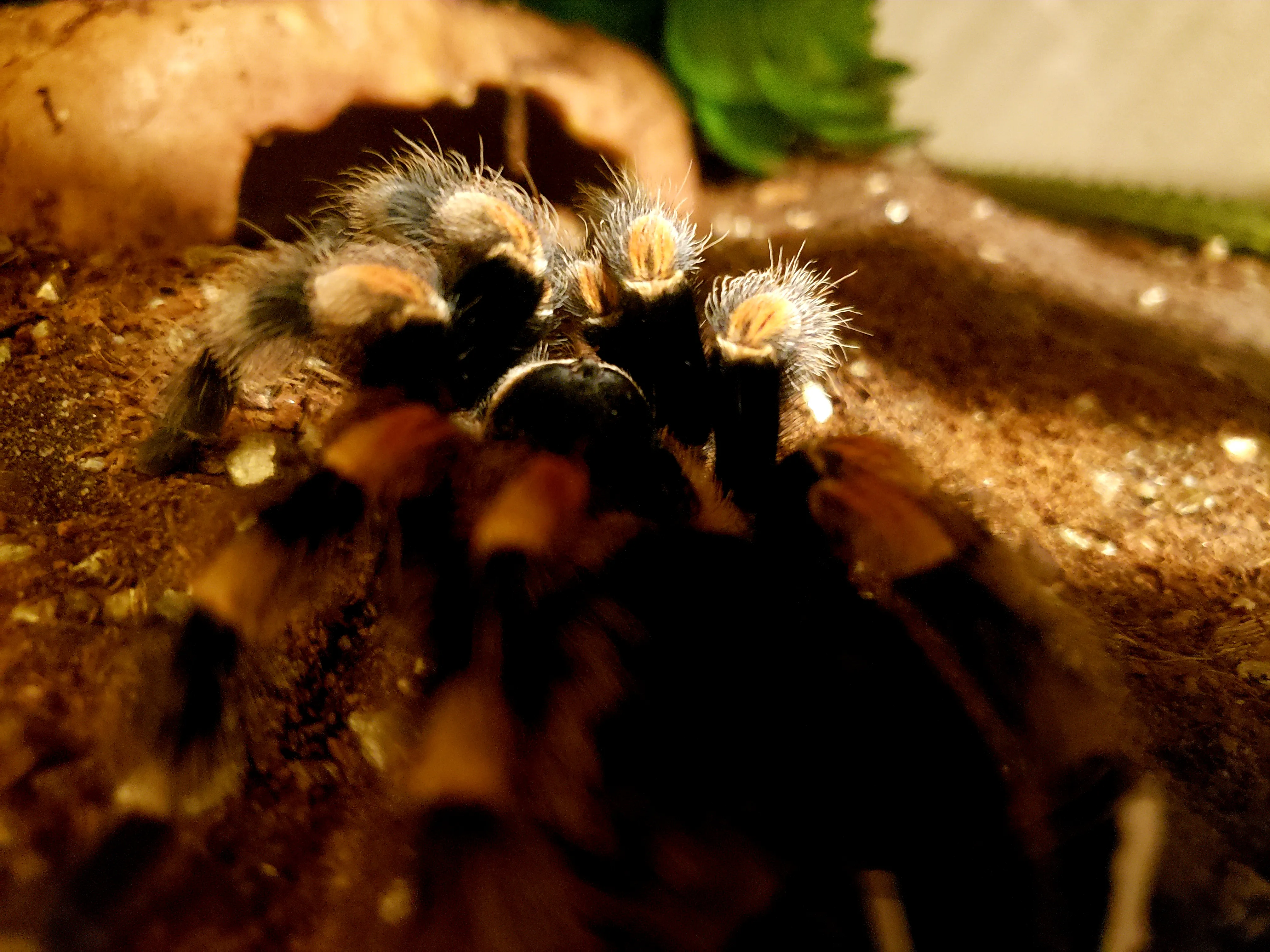 24050 hamorii tarantula overview