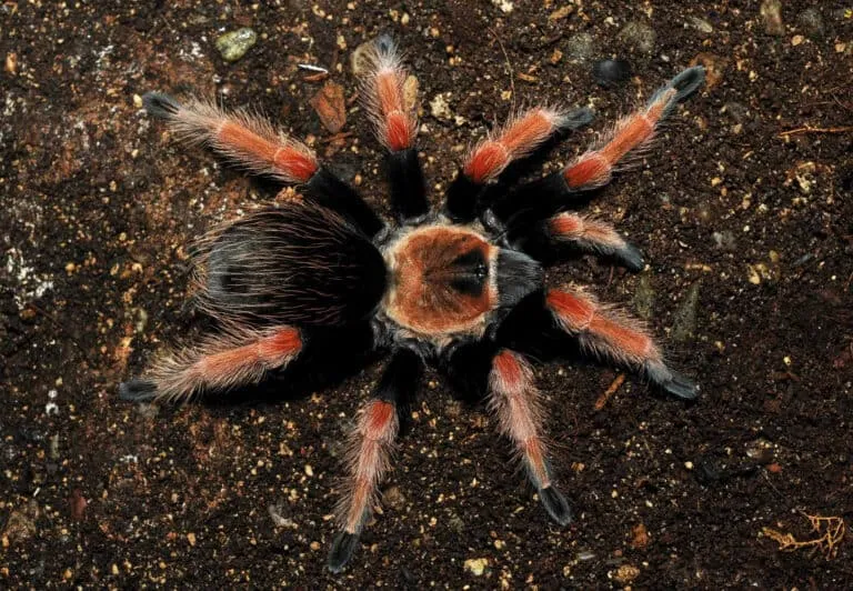 24051 mexican fireleg tarantula coloration