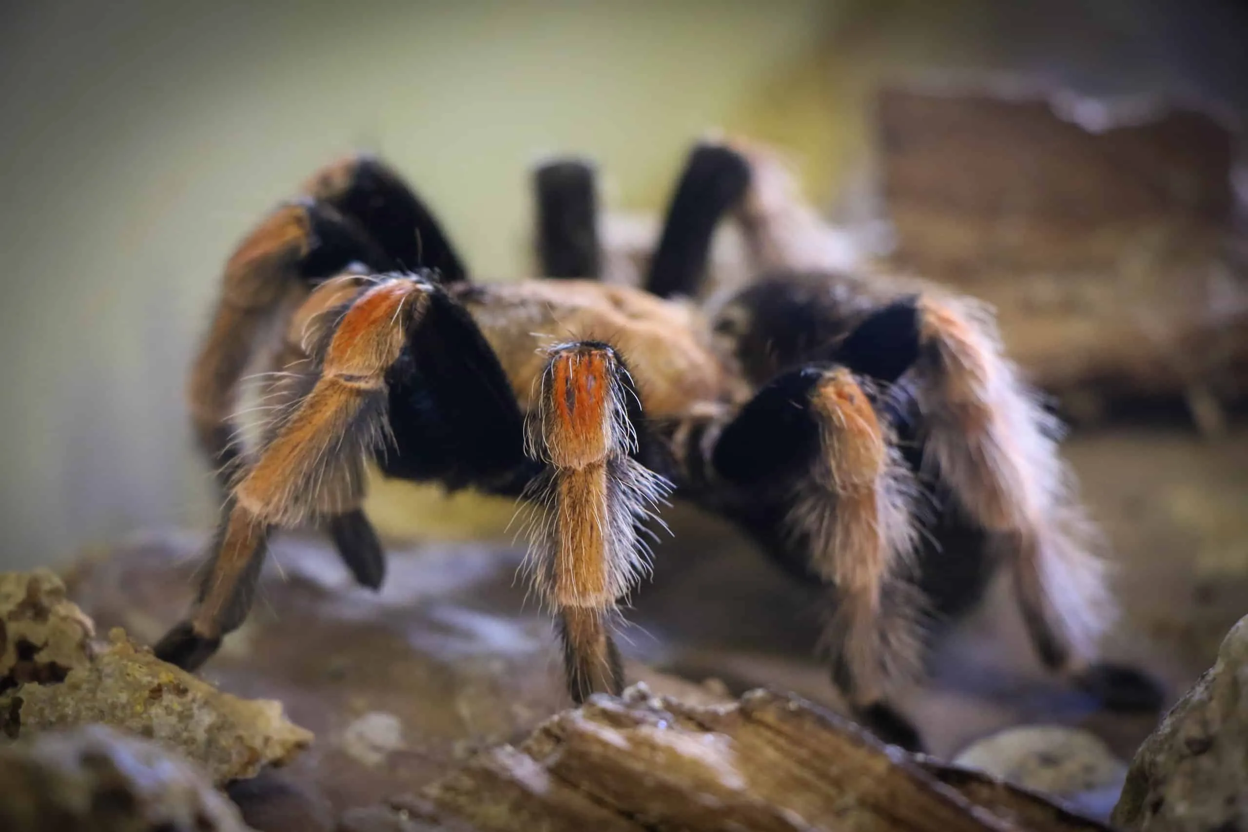 24051 mexican fireleg tarantula feeding