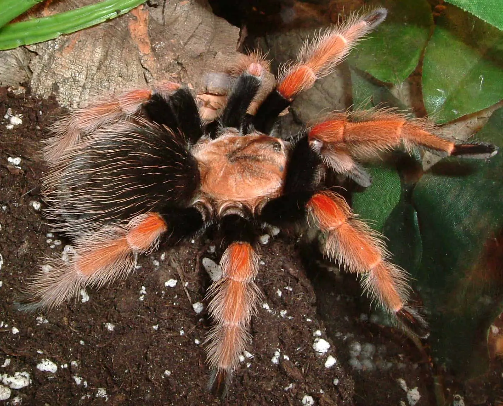 24051 mexican fireleg tarantula habitat
