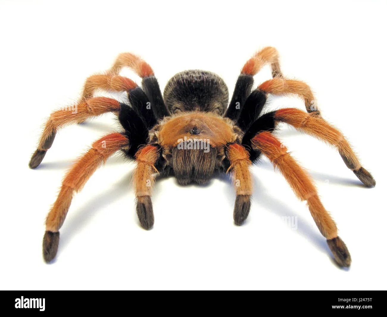 24051 mexican fireleg tarantula molting