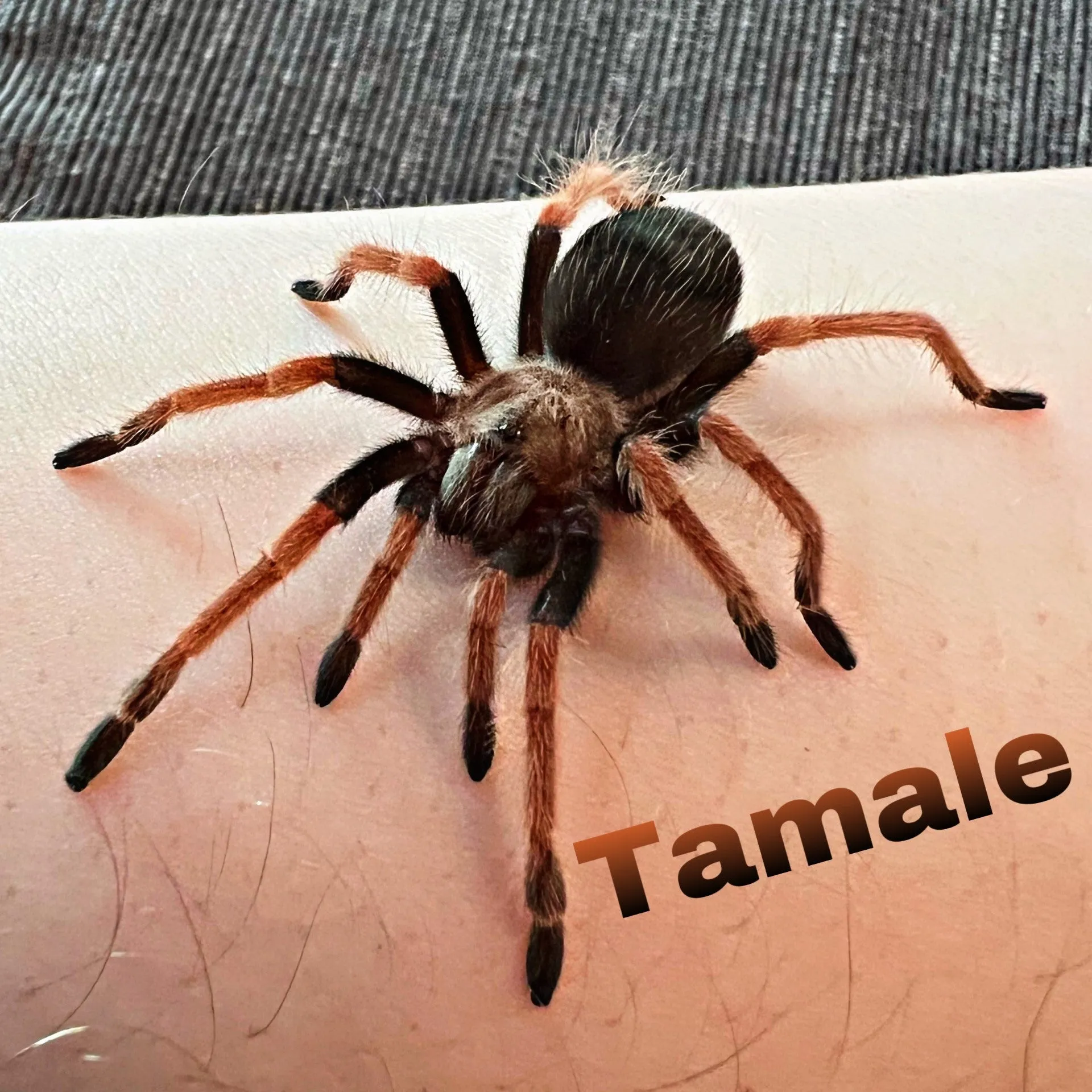 /img/24051-mexican-fireleg-tarantula-pictures.webp