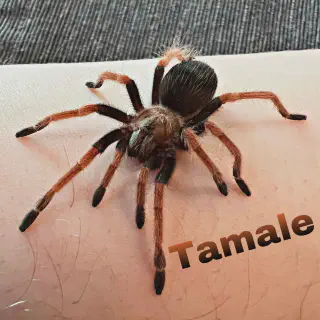 /img/24051-mexican-fireleg-tarantula-pictures.webp