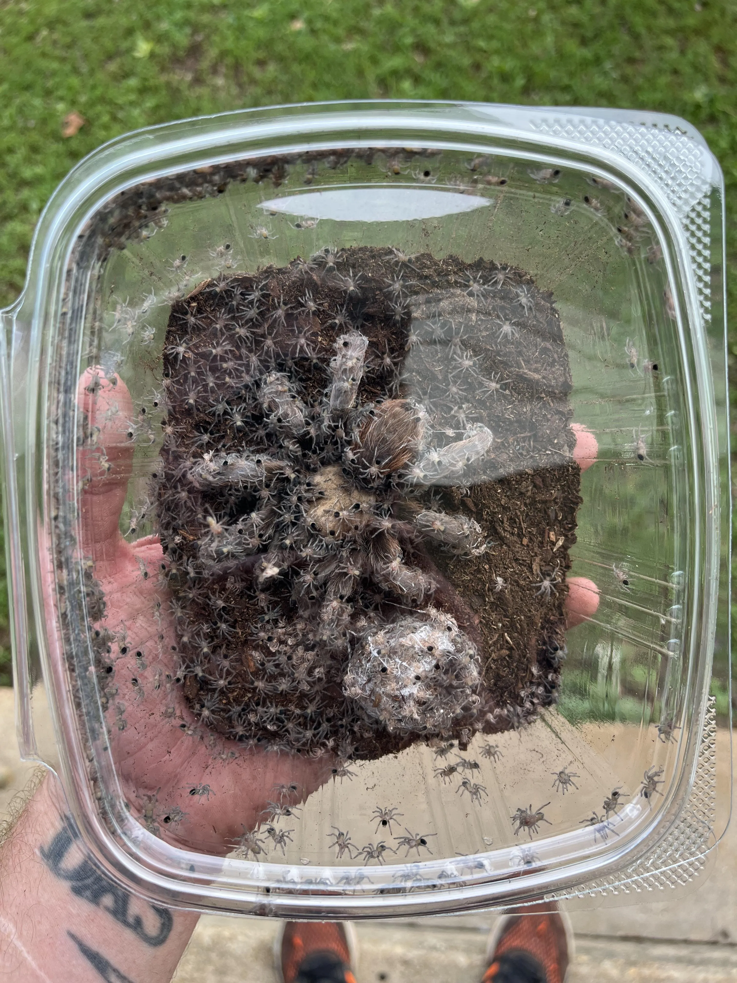 24055 pregnant tarantula